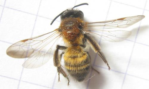 Réf. 180 969 : Andrena synadelpha